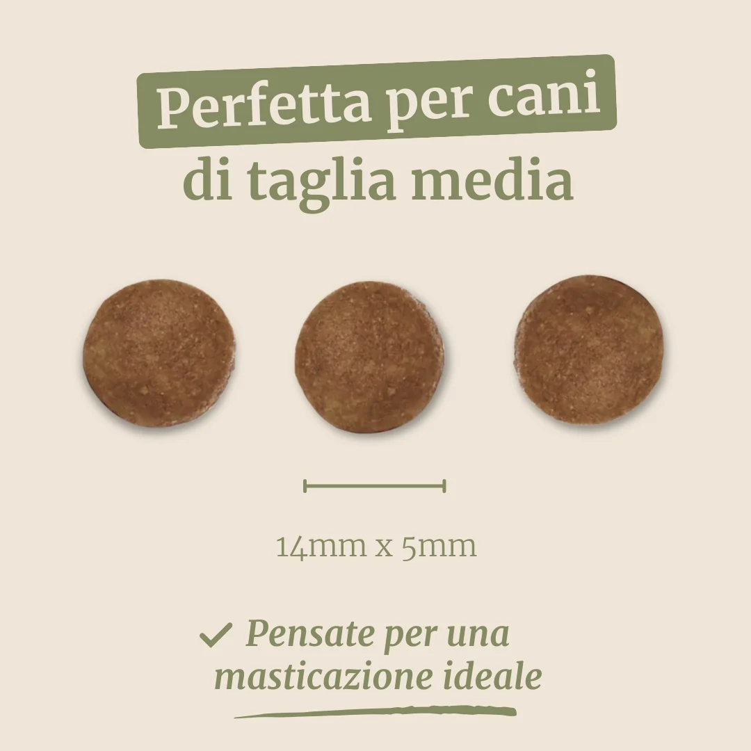 Crocchette con Agnello, Patate Dolci e Menta per cani adulti di taglia media - Image 7