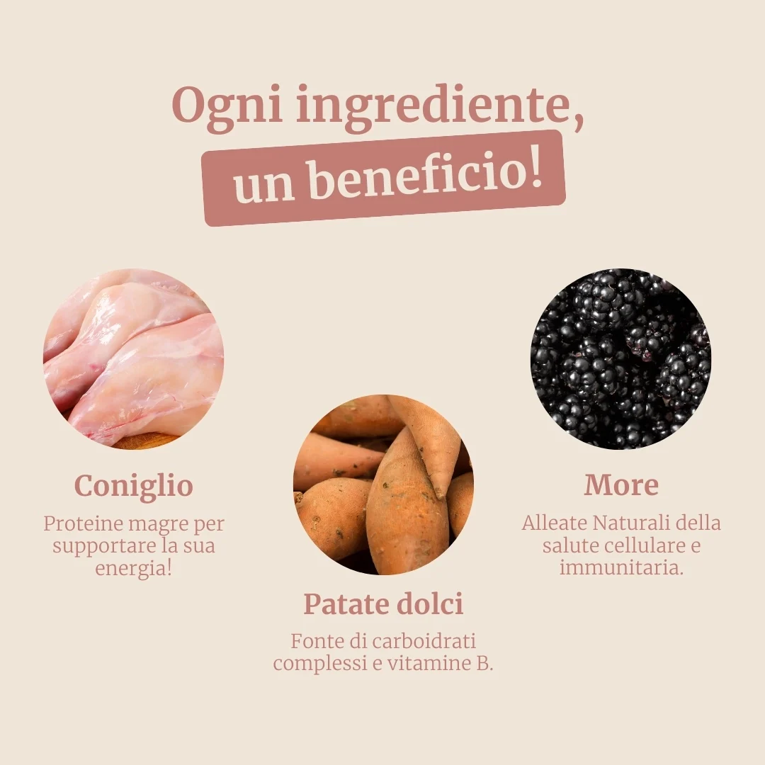 Crocchette con Coniglio, Patate Dolci e More per cani adulti di taglia media - Image 3