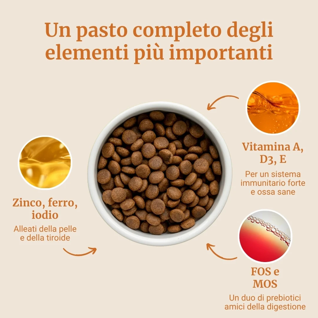 Crocchette con Manzo Angus , Patate Dolci e Carota per cani adulti di taglia media - Image 4