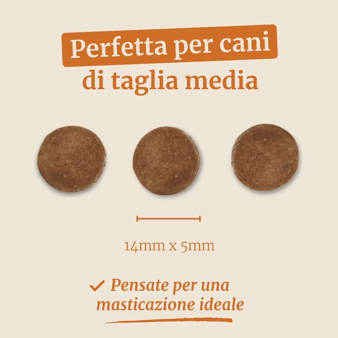 Crocchette con Manzo Angus , Patate Dolci e Carota per cani adulti di taglia media - Image 7