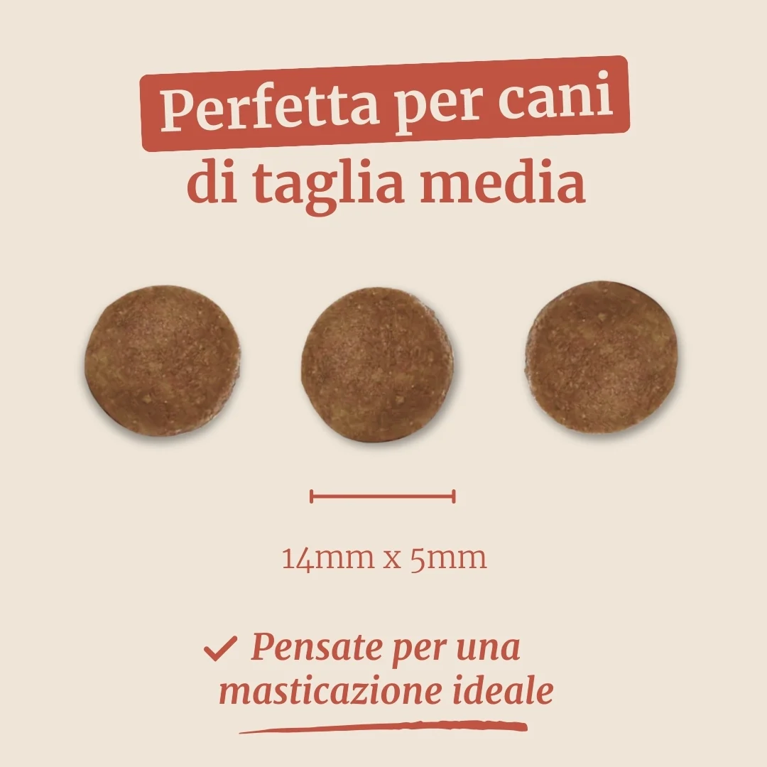 Crocchette con Salmone, Trota, Patate Dolci e Asparagi per cani adulti di taglia media - Image 7