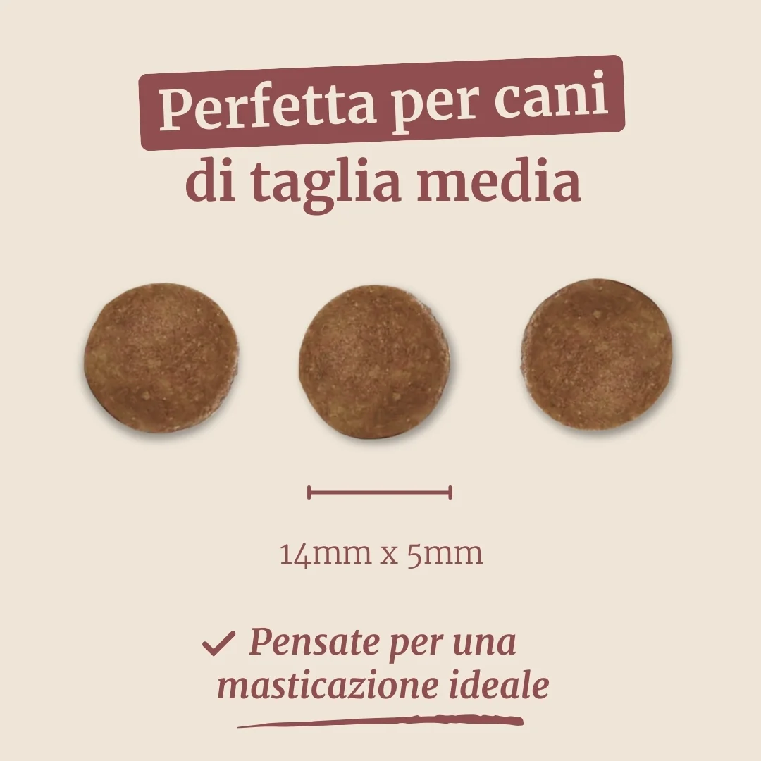 Crocchette con Tacchino, Patate Dolci e Mirtillo Rosso per cani adulti di taglia media - Image 7