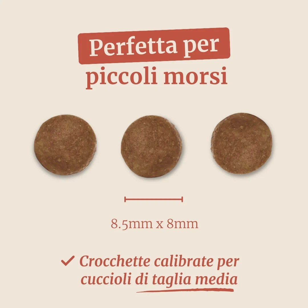 Crocchette con Salmone, Eglefino, Pesce Bianco, Patate Dolci e Asparagi per cani cuccioli di taglia media - Image 7