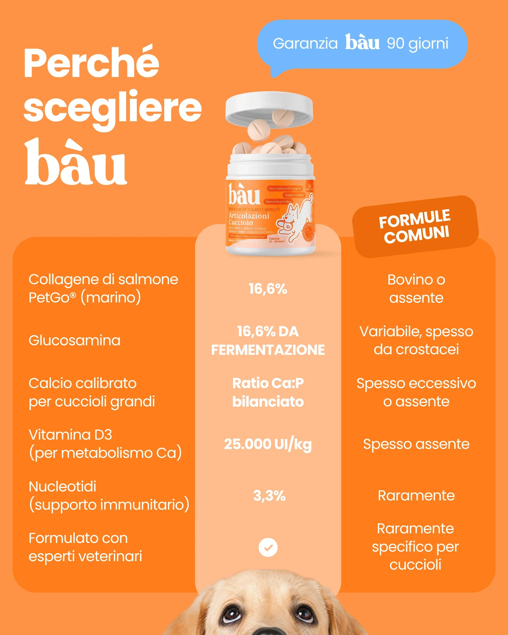 Articolazioni Cucciolo - Image 10