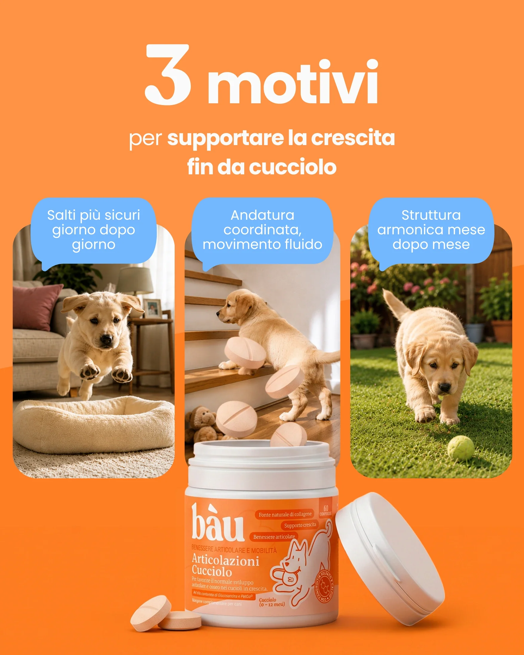 Articolazioni Cucciolo - Image 3