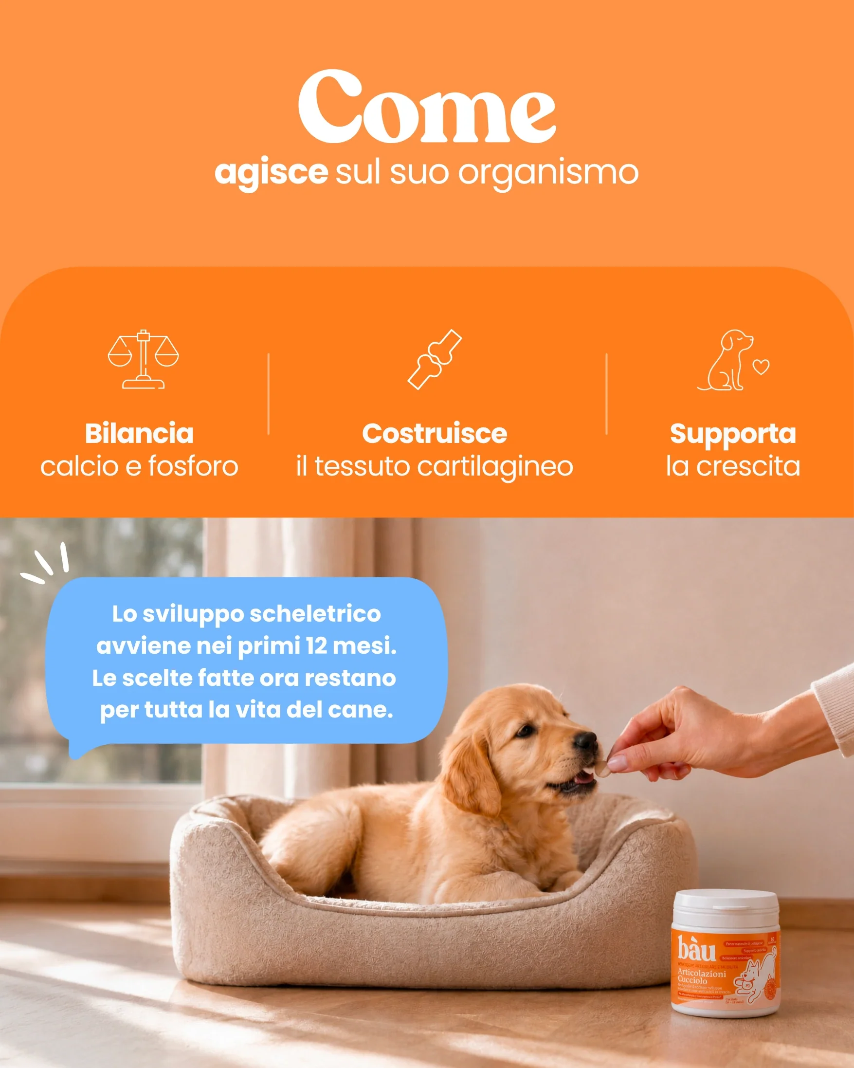 Articolazioni Cucciolo - Image 4